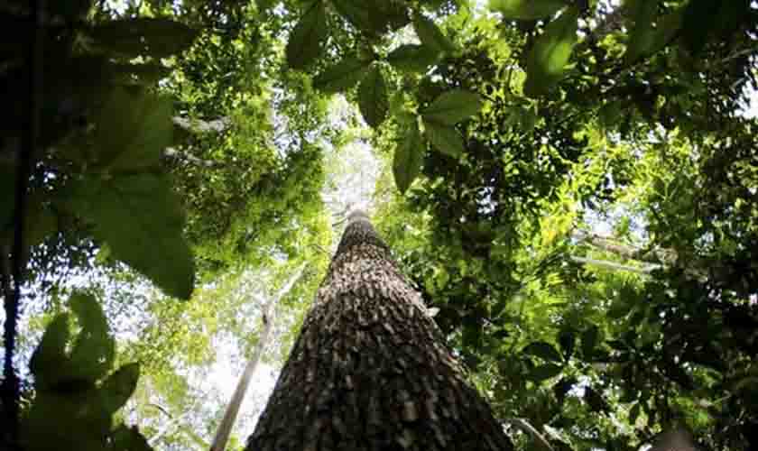 Rondônia aponta oito setores que podem servir de guia para o Instituto Amazônia +21 e o desenvolvimento sustentável na região