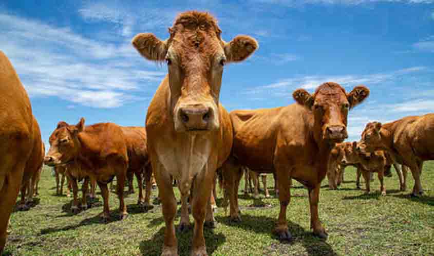 Boi gordo mantém tendência de alta no preço, nesta segunda-feira (31)