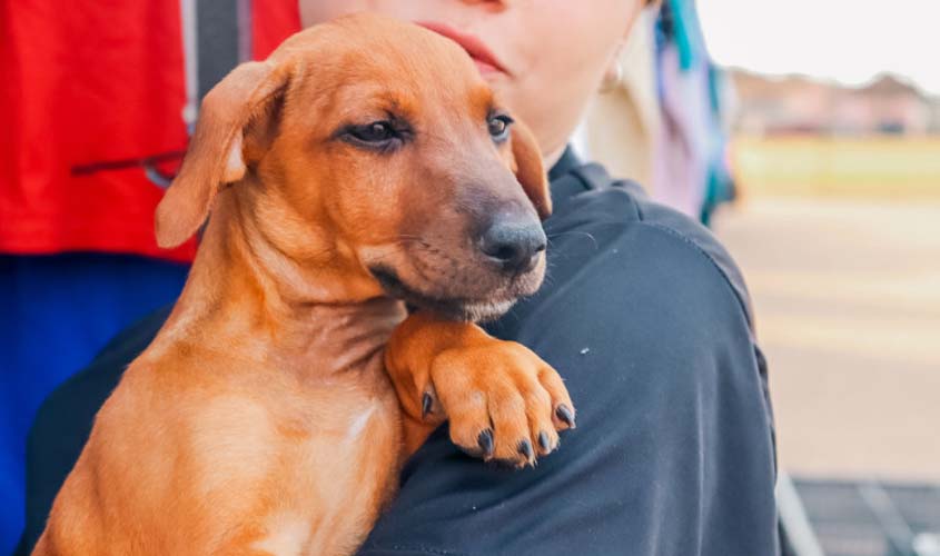 Prefeitura participa de ação social com feira de adoção de pets e outros serviços