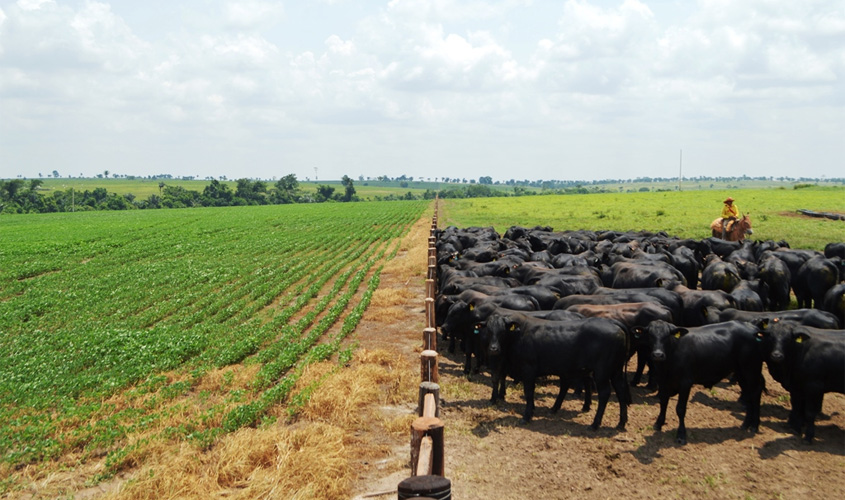 Valor da produção agropecuária de 2017, de R$ 8,5 bi, é o maior dos últimos 9 anos em Rondônia