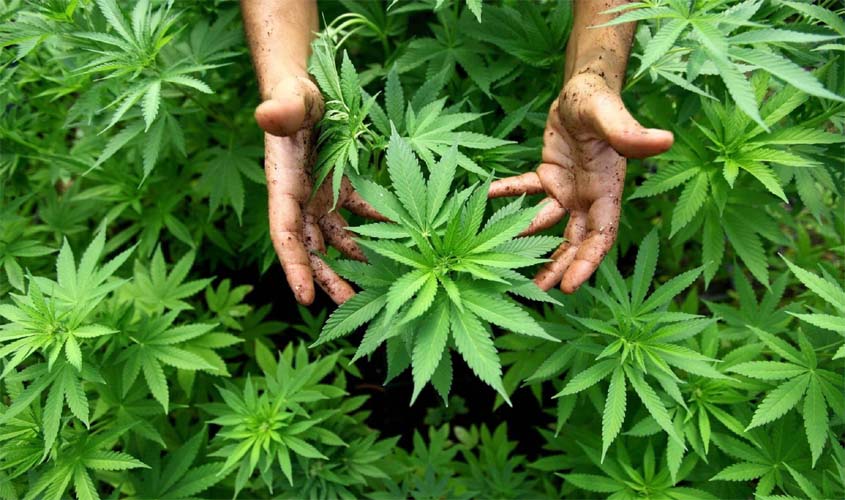 Legalização das drogas reduziria poder do tráfico nas comunidades, diz ministro do Supremo