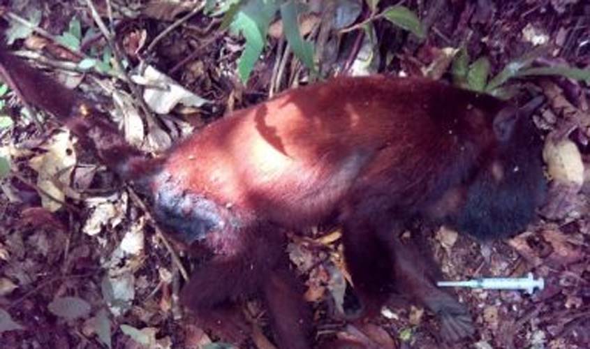 Primeiro caso de febre amarela em macaco é confirmado em Rondônia
