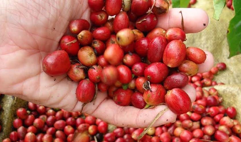 Futuro da cafeicultura de Rondônia está na qualidade e abertura de novos mercados